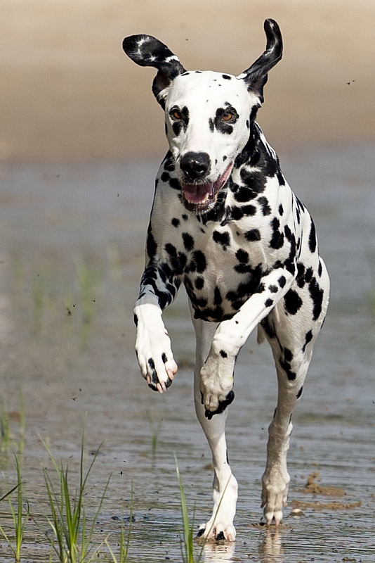 hundeshooting